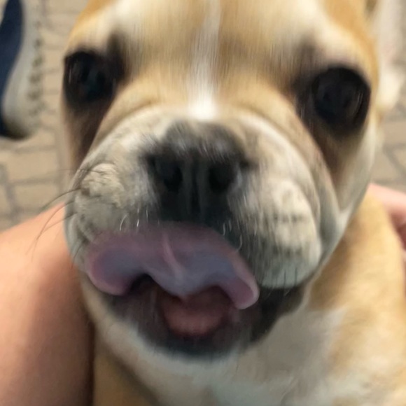 Meet your Posher, Misty - Picture 3 of 7